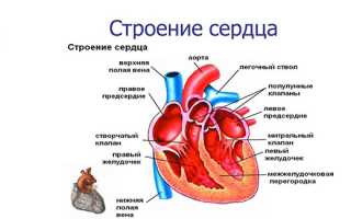 Регургитация трикуспидального клапана: причины и последствия