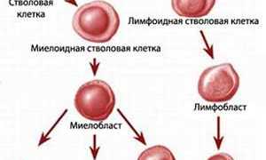 Какие нормы базофилов в крови для здоровья человека