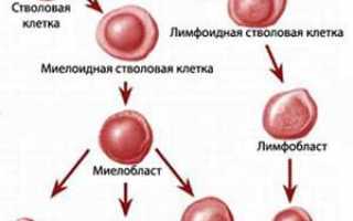 Какие нормы базофилов в крови для здоровья человека