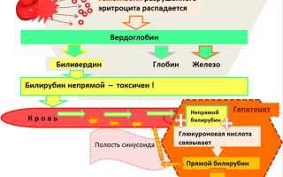 Уровень билирубина в крови мужчин: причины и нормы