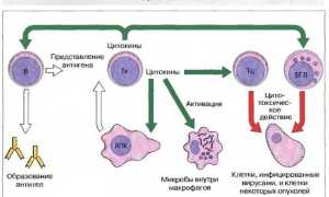 Низкие лимфоциты в крови у ребенка: причины и последствия