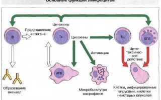 Низкие лимфоциты в крови у ребенка: причины и последствия