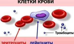Обновление крови в организме человека: важный процесс для здоровья