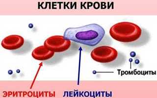 Обновление крови в организме человека: важный процесс для здоровья