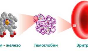 Норма гемоглобина у мужчин и симптомы нарушений здоровья