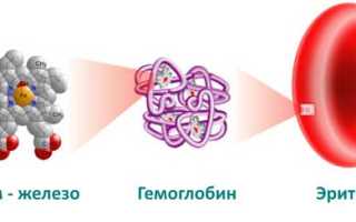 Норма гемоглобина у мужчин и симптомы нарушений здоровья