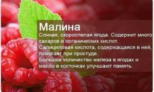 Какие ягоды можно есть при запоре?