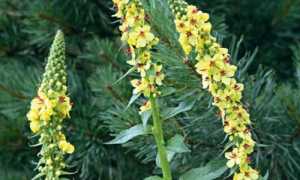 Как применять коровяк для лечения геморроя?