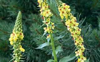 Как применять коровяк для лечения геморроя?