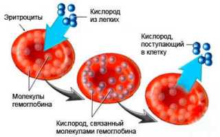 Что такое цветной показатель крови и его значение