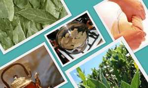 Средства от геморроя на основе лаврового листа для лечения дома