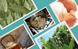 Средства от геморроя на основе лаврового листа для лечения дома