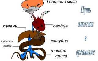 Можно ли пить алкоголь при геморрое: какие напитки допустимы при заболевании?