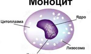 Повышение уровня моноцитов у взрослого: причины и последствия