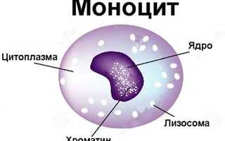 Повышение уровня моноцитов у взрослого: причины и последствия