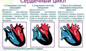 Фазы сердечного цикла: важные аспекты и особенности
