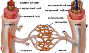 Лечебная гимнастика для здоровья сосудов и укрепления организма