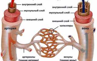 Лечебная гимнастика для здоровья сосудов и укрепления организма