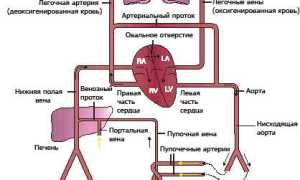 Особенности кровообращения плода в утробе матери