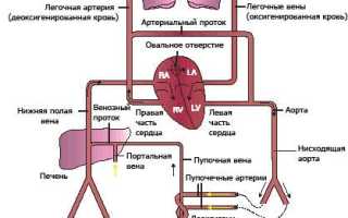 Особенности кровообращения плода в утробе матери