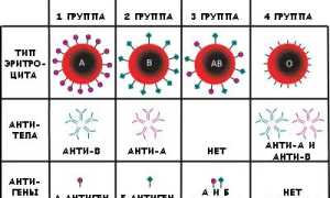 Как определить свою группу крови и её значение