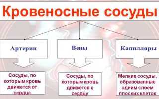 Признаки капилляротоксикоза и его лечение: важные аспекты и рекомендации