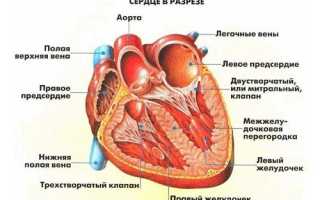 Что означают диффузные изменения миокарда и их последствия