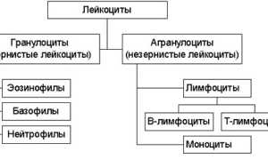 Снижение лейкоцитов в крови (лейкопения): причины и последствия заболевания