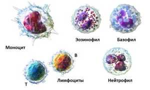 Пониженное содержание нейтрофилов в крови у ребенка: причины и последствия