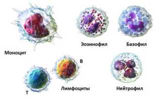 Пониженное содержание нейтрофилов в крови у ребенка: причины и последствия