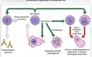 Причины лимфоцитоза и лечение: важные аспекты здоровья
