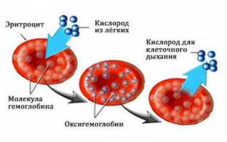 Анемия у беременных: причины и последствия для здоровья