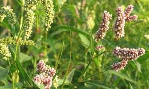 Горец почечуйный при геморрое: польза или вред?