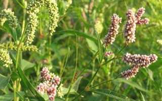 Горец почечуйный при геморрое: польза или вред?