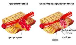 Нормы фибриногена в крови и роль в организме для здоровья