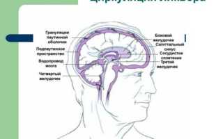 Чем опасна латеровентрикулоасимметрия мозга для здоровья человека