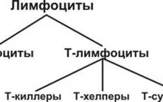 Уровень лимфоцитов при беременности: важные аспекты здоровья