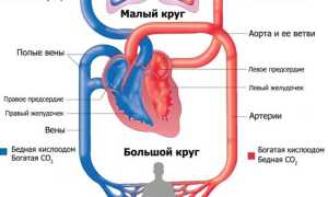 Скорость кровотока в сосудах тела: важные аспекты и факторы