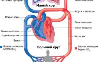 Скорость кровотока в сосудах тела: важные аспекты и факторы