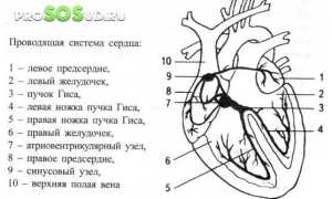 Как диагностировать и лечить бигеминию: советы и рекомендации