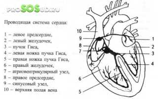 Как диагностировать и лечить бигеминию: советы и рекомендации