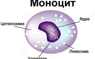 Пониженный уровень моноцитов в крови: причины и последствия