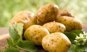 Лечение геморроя картофелем