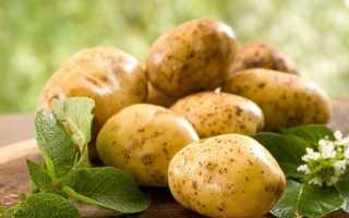 Лечение геморроя картофелем