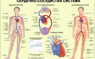 Как проверить состояние сосудов человека для поддержания здоровья