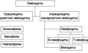 Что показывает лейкоцитарная формула крови и её значение для здоровья