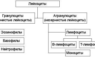 Что показывает лейкоцитарная формула крови и её значение для здоровья