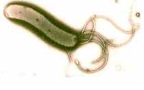 Анализ крови на наличие хеликобактер пилори: важные аспекты