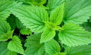 Как можно использовать крапиву в лечении геморроя?