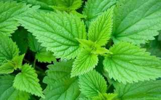 Как можно использовать крапиву в лечении геморроя?